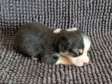 7 chiots Welsh Corgi Pembroke à réserver non LOF nés en juin 2026