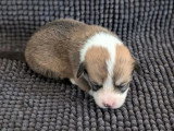 7 chiots Welsh Corgi Pembroke à réserver non LOF nés en juin 2026