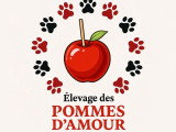 7 chiots Welsh Corgi Pembroke à réserver non LOF nés en juin 2026