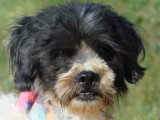 Bob, petit chien de 7 kg à adopter en association
