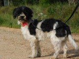 Bob, petit chien de 7 kg à adopter en association