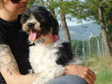Bob, petit chien de 7 kg à adopter en association