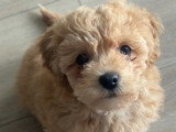 Chiot Cockapoo mâle de 4 mois à vendre