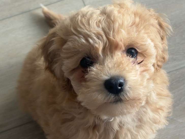 Chiot Cockapoo mâle de 4 mois à vendre