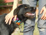 Eneko, jeune chien un cœur immense à adopter en association