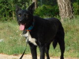 Eneko, jeune chien un cœur immense à adopter en association