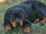 Chiot femelle Rottweiler LOF de mars 2026 à vendre