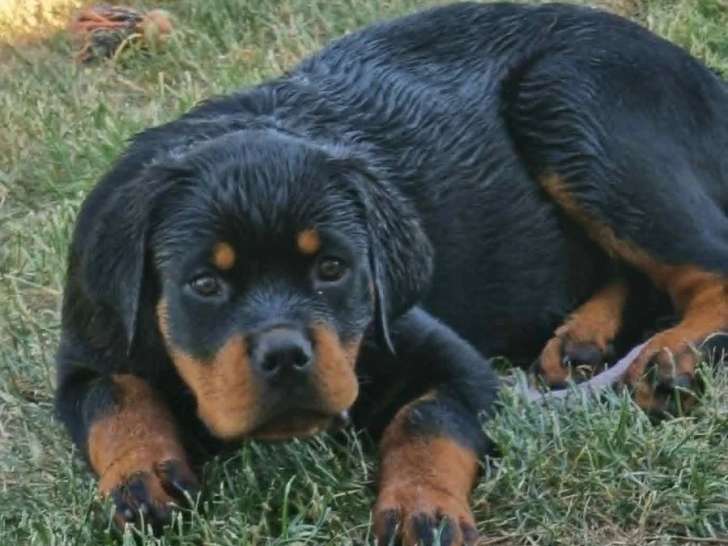 Chiot femelle Rottweiler LOF de mars 2026 à vendre