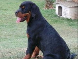 Chiot femelle Rottweiler LOF de mars 2026 à vendre