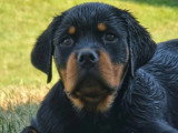 Chiot femelle Rottweiler LOF de mars 2026 à vendre