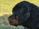 Chiot femelle Rottweiler LOF de mars 2026 à vendre