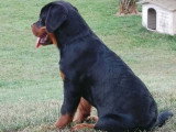 Chiot femelle Rottweiler LOF de mars 2026 à vendre
