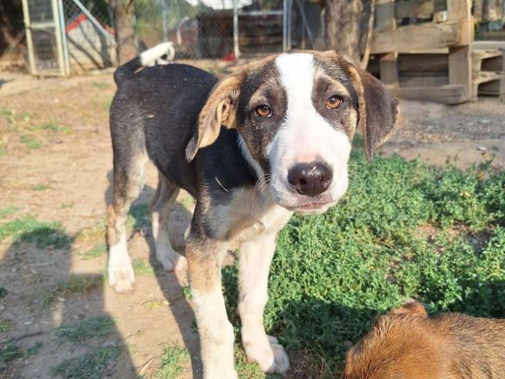 Tao, chiot mâle à adopter en association