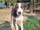 Tao, chiot mâle à adopter en association