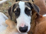 Tao, chiot mâle à adopter en association