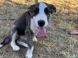 Nova, chiot femelle à adopter en association