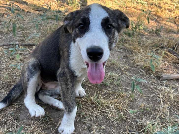 Nova, chiot femelle à adopter en association