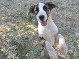 Nova, chiot femelle à adopter en association