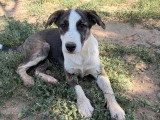 Nova, chiot femelle à adopter en association