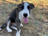 Nova, chiot femelle à adopter en association