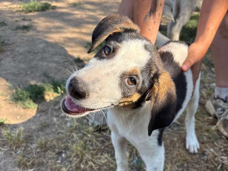 Plum, chiot femelle à adopter en association