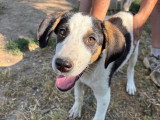 Plum, chiot femelle à adopter en association