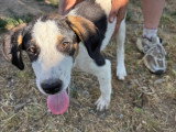 Plum, chiot femelle à adopter en association
