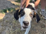 Plum, chiot femelle à adopter en association