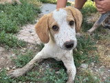 Cha, chiot femelle à adopter en association