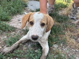 Cha, chiot femelle à adopter en association