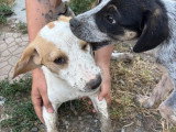 Cha, chiot femelle à adopter en association