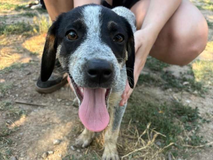 Dot, chiot femelle à adopter en association