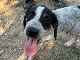 Dot, chiot femelle à adopter en association