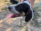 Dot, chiot femelle à adopter en association