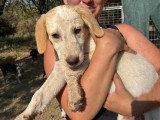 Jacob, chiot à adopter en association