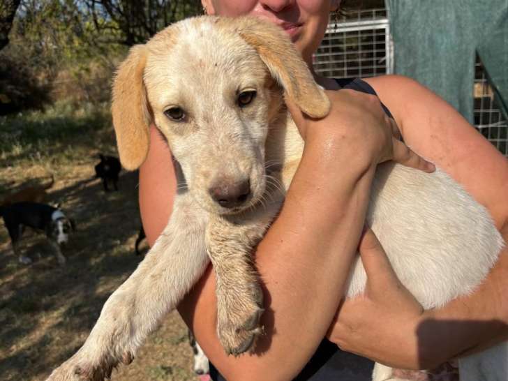 Jacob, chiot à adopter en association