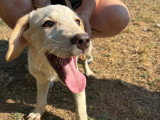 Jacob, chiot à adopter en association