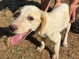 Jacob, chiot à adopter en association