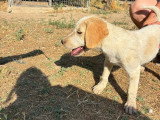 Jacob, chiot à adopter en association