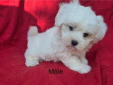 Chiot Bichon Maltais mâle non LOF à vendre d'avril 2026
