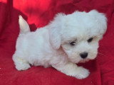 Chiot Bichon Maltais mâle non LOF à vendre d'avril 2026