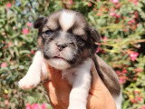 Deux chiots Shih Tzu mâles non LOF à réserver nés en juin 2026