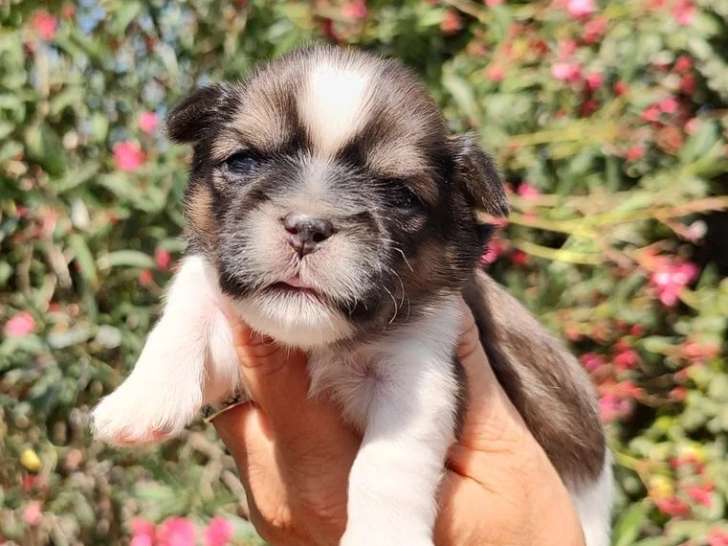Deux chiots Shih Tzu mâles non LOF à réserver nés en juin 2026