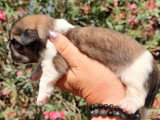 Deux chiots Shih Tzu mâles non LOF à réserver nés en juin 2026