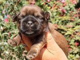 Deux chiots Shih Tzu mâles non LOF à réserver nés en juin 2026