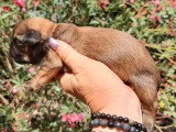 Deux chiots Shih Tzu mâles non LOF à réserver nés en juin 2026
