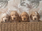 4 chiots Cocker Spaniel Anglais non LOF nés en mai 2026 à vendre
