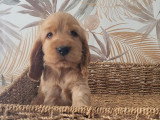4 chiots Cocker Spaniel Anglais non LOF nés en mai 2026 à vendre