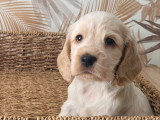 4 chiots Cocker Spaniel Anglais non LOF nés en mai 2026 à vendre