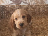 4 chiots Cocker Spaniel Anglais non LOF nés en mai 2026 à vendre